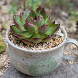 にこにこGreen Fingers